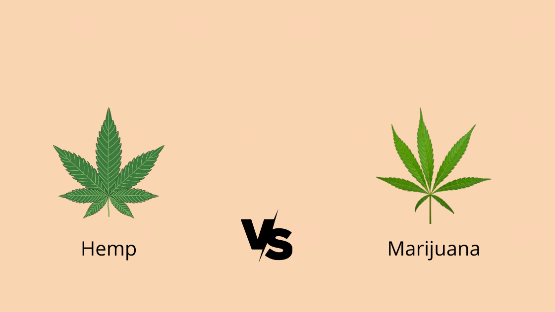 Hemp vs Marijuana: Aren’t They Both Cannabis?